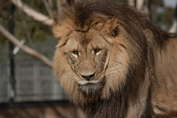 Fototapeta na wymiar close up head shot of a male Lion