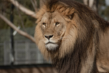 Fototapeta premium close up head shot of a male Lion