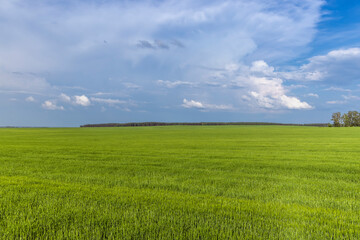 Obraz premium Agricultural wheat field with unripe wheat