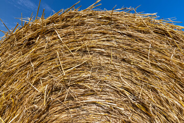 Fototapeta premium twisted straw stacks after harvest