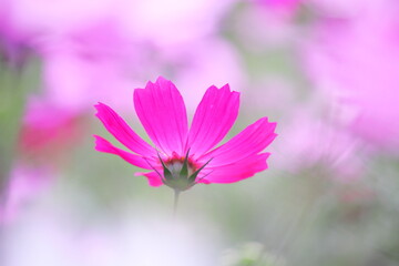 Fototapeta premium 秋の美しいピンクのコスモス