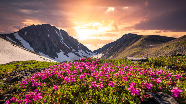 Stunning Yukon Territory views in northern Canada with pink flowers and pastel sunset. Taken near Alaska, Yukon, British Columbia border