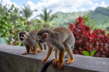 Little monkeys with long tails, a flock in the forest, funny primates in a nature park, animal watching