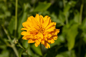 Orange flowers in windy weather