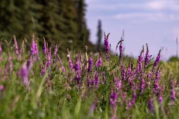 Beautiful wild Fireweed flowers seen in northern Canada during summer.