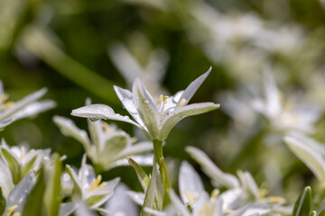 White beautiful summer flowers in the garden after the rain