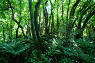 fern and old trees in wild spring forest