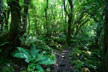 fern and old trees in wild spring forest