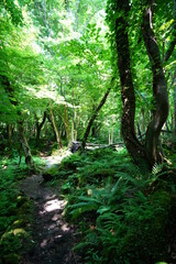 fern and old trees in wild spring forest