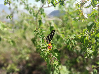 mariposa, bosque, montañas