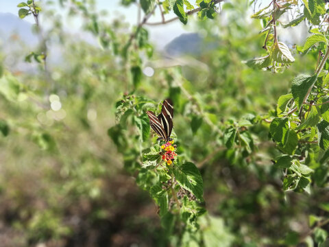 Mariposa posada sobre la punta de una planta en un d&iacute;a nublado de verano.