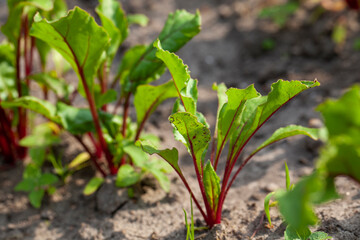 Growing beets in an agricultural field