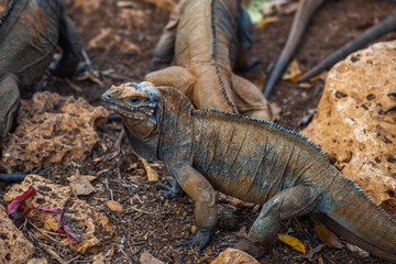 Brown iguanas in the wild, nature park. Lizard colony, close-up