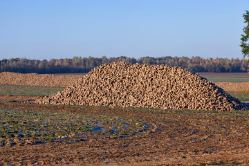 the harvested beet crop is piled in heaps