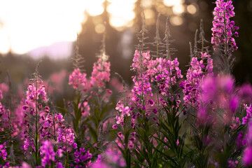 Stunning Fireweed flowers blurred with sunset background. 
