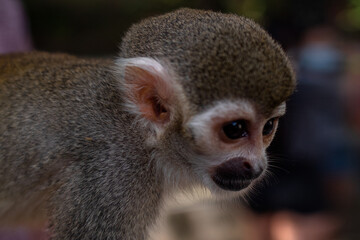 A small monkey with a long tail in the forest, close-up. funny primates in a nature park, animal watching