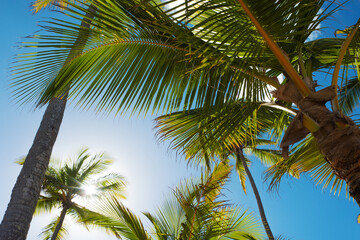 Fototapeta premium Palm branches against the sky. Dense palm thickets. Tropical island, warm climate
