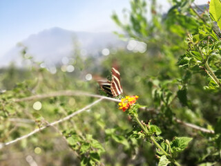 mariposa, bosque, montañas