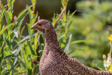 Wild brown ptarmigan seen in natural outdoor environment. 
