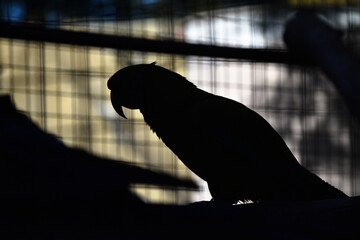 silueta de loro enjaulado, ave encerrada en jaula © Gonzalo
