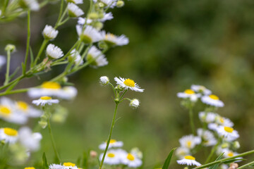 sunny weather on a lawn with flowers