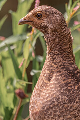 Wild brown ptarmigan seen in natural outdoor environment. 