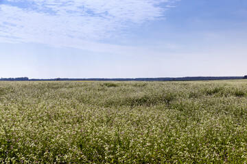 Agricultural field with white flowers for honey
