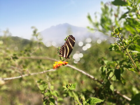 mariposa, bosque, monta&ntilde;as