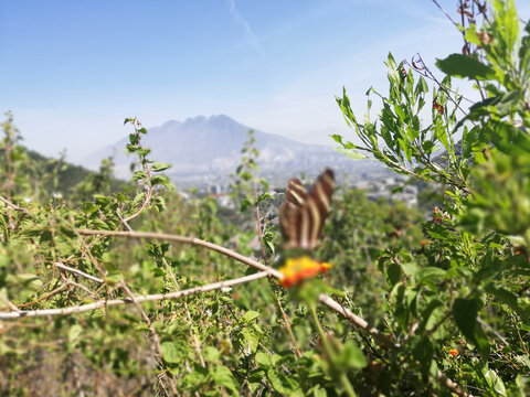 mariposa, bosque, monta&ntilde;as