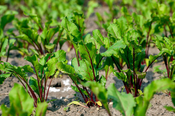 Growing beets in an agricultural field