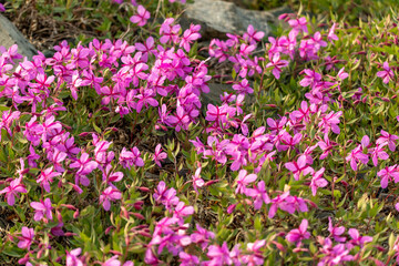 Naklejka premium Bright pink, purple arctic dwarf fireweed flowers. Chamaenerion latifolium. 