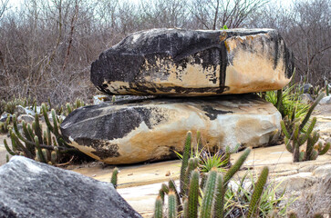 Paisagem da caatinga nordestina do Brasil