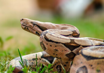cobra jibóia, boa constrictor costrictor