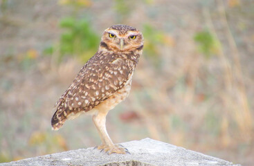 athene cunicularia, owl burring, coruja buraqueira