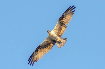 osprey pandion haliaetus, águia pescadora 