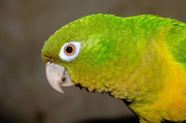 cactus parakeet, periquito da caatinga, eupssitulla cactorum