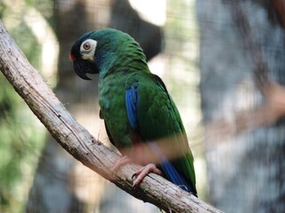 Green and blue parrot