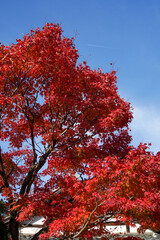 鷹峯源光庵の紅葉