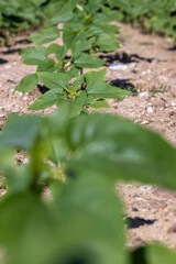 young sunflower plants in the field