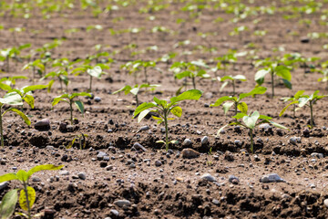 young sunflower plants in the field