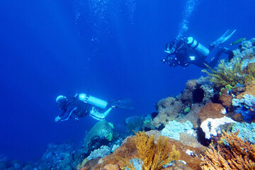 Fototapeta premium Indonesia Sumbawa - Scuba Diving