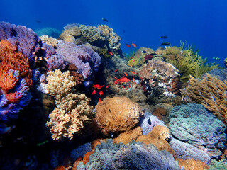 Indonesia Sumbawa - Colorful coral reef with tropical fish