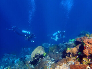 Naklejka na ściany i meble Indonesia Sumbawa - Scuba Diving