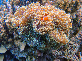 Indonesia Anambas Islands - Clownfish and Sea Anemone - Amphiprioninae