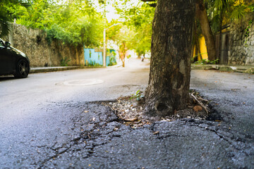 Árbol en el medio del asfalto de una calle, asfalto roto con un árbol creciendo, medio ambiente 