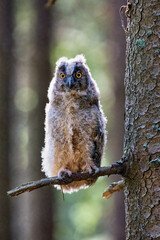 Young Owl. Bohemian Moravian Highland forest. The Czech republic.