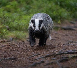Eurasian Badger in the forest. Bohemian-Moravian highlands.