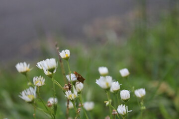 field of daisies