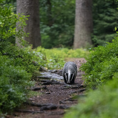 Eurasian Badger in the forest. Bohemian-Moravian highlands. © Ji