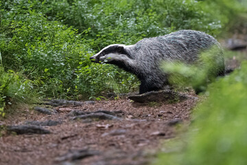 Eurasian Badger in the forest. Bohemian-Moravian highlands.